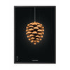 Brainchild Pine Cone Classic Poster, Frame In Black Lacquered Wood 50x70 Cm, Black Background