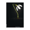 Brainchild Snowdrop Classic Poster Without Frame 30x40 Cm, Black Background