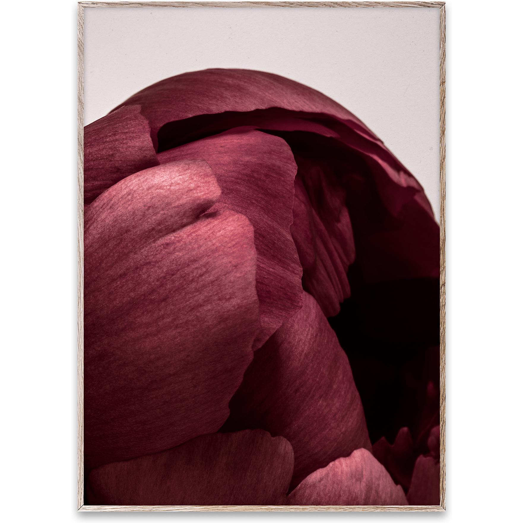 Paper Collective Peonia 01 Plakat, 50X70 Cm