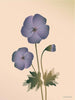 Vissevasse Geranium -plakat, naken, 15x21 cm